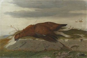 Game Study Red Grouse in a Landscape