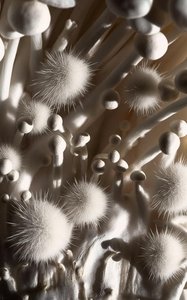 Primordial Stillness: An Alabaster Microcosm — Aurélie Denis, Surrealism