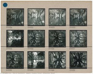 Igapós (flooded Forest), Amazonas. Brazil — Marcel Gautherot