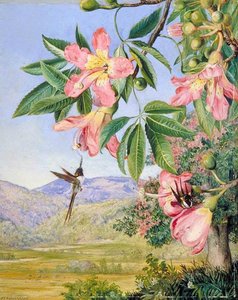 Foliage And Flowers Of A Chorisia And Double Crested Humming Birds, Brazil — Marianne North