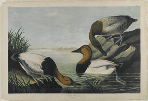 Canvas-backed Duck — Джон Јејмс Одобон