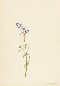 Pentstemon (pentstemon Procerus) — Mary Vaux Walcott
