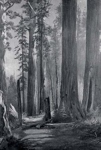 Caliverus Grove, (painting)