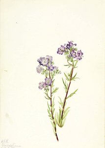 Sand Phacelia (phacelia Linearis) — Mary Morris Vaux Walcott