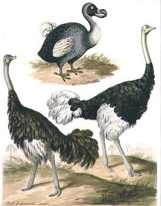 Dodo And Ostrich
