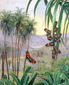 Landscape At Morro Velho, Brazil — Marianne North