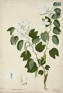 Dwarf White Bauhinia (bauhinia Tomenlosa Linn) — Ram Dass