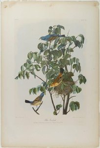 Blue Grosbeak — John James Audubon