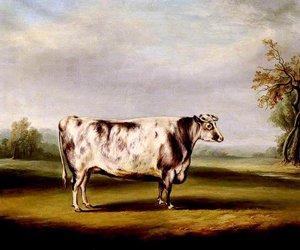 A Grey Shorthorn Cow — William Henry Davis