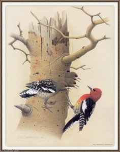 Red-breasted Sapsucker — August Albert Zimmermann