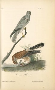Common Harrier — John James Audubon