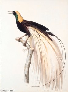 Paradisaea Apoda — Jacques Barraband