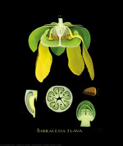 Illustration: Yellow Pitcher Plant