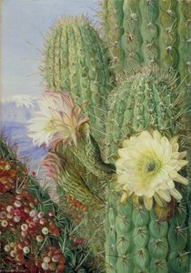 Un Cactus Chileno En Flor Y Su Parásito Sin Hojas Con Fruto — Marianne North