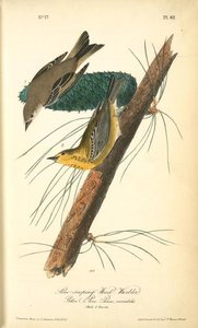 Pine-creeping Wood-warbler, 1. Male, 2. Female. (yellow Pine. Pinus Variabilis.) — Джон Јејмс Одобон, Wildlife Painting