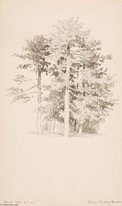 Pines, Public Garden — George Elbert Burr