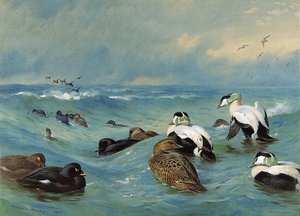 Eider And Scoter In Choppy Water — Archibald Thorburn