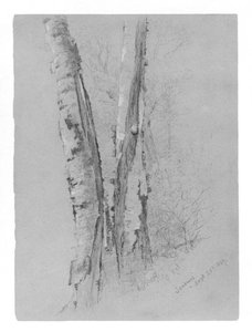 Study Of Birch Trunks — Jervis Mcentee