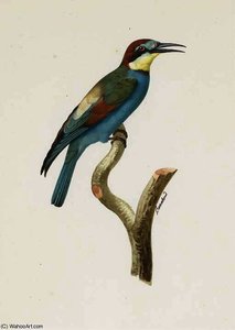 Merops Apiaster — Jacques Barraband