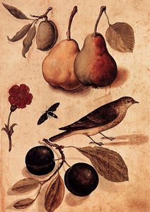 Specimens Of Nature — Ulisse Aldrovandi