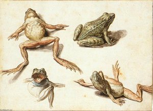 Four Studies Of Frogs — Jacob (jacques)de Gheyn Ii