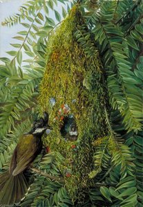 Nest Of The Coachman's Whip Bird In A Bunya Bunya, Queensland — Marianne North