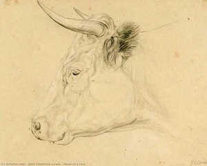 Head Of A Cow — John Frederick Lewis