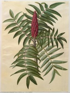 Rhus typhina