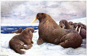 Walrus — Friedrich Wilhelm Kuhnert