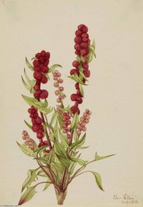 Strawberry Blite (Chenopodium capitatum)