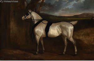 A grey carriage horse