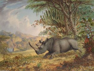 The Black Rhinoceros — Thomas Baines