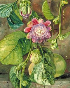 Blattwerk, Blüten Und Früchte Der Granadilla, Jamaika — Marianne North, Viktorianische Botanische Illustration