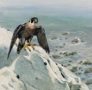 A Peregrine Falcon On A Cliff — Archibald Thorburn