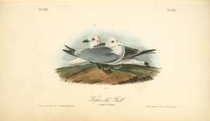 Kittiwake Gull. 1. Adult. 2. Young — John James Audubon