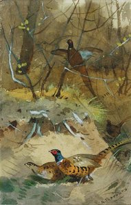 Study Of Pheasant — Archibald Thorburn