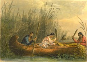 Gathering Wild Rice — Seth Eastman