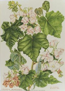 Dombeya burgessiae Gerrard - Sterculiaceae