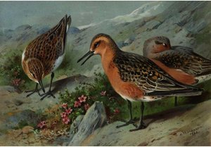 A Trio Of Knots — Archibald Thorburn, Contemporary Realism