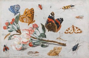 Study Of Butterflies And Other Insects With A Sprig Of Apple Blossom — Jan Van Kessel The Elder