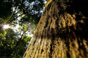 Vegetação da Reserva Biológica de Águas Emendadas