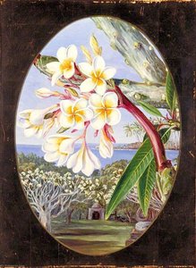 The Gool Achin Or Caracucha — Marianne North