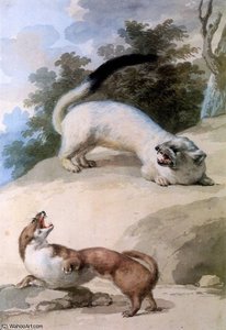 Ermine and weasel Sun