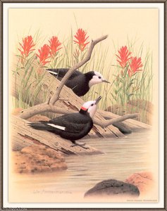 White-headed Woodpecker — August Albert Zimmermann