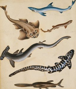 Studies Of Fish Including Shark, Pikefish, Carp — Sydenham Teast Edwards