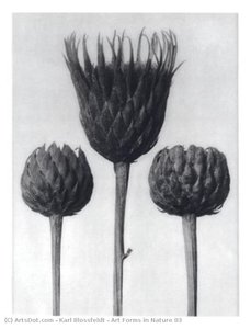 Art Forms In Nature 83 — Karl Blossfeldt