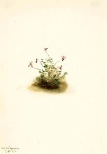 Small Cranberry (oxycoccus Palustris) — Mary Vaux Walcott