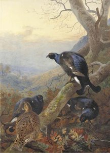 Black Cock And Grey Hen, On A Rowan Tree — Archibald Thorburn