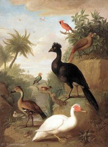 Various Types of Birds (with a Black Bird and a White Bird)