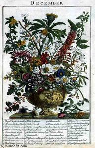 December, From 'the Flower Garden Displayed